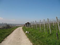 Weil am Rhein Weiler Weinweg 004.jpg